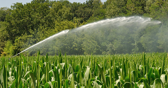 Sprinkleranlage versorgt grünes Feld mit Wasser, nachhaltige Landwirtschaft im Sommer
