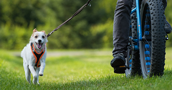 Hund mit Geschirr läuft fröhlich neben Radfahrer auf Wiese bei einem Ausflug